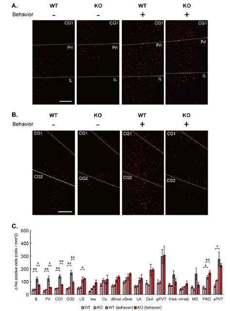 Elevated C Fos Expression In The Mpfc By Social Stimulation Is