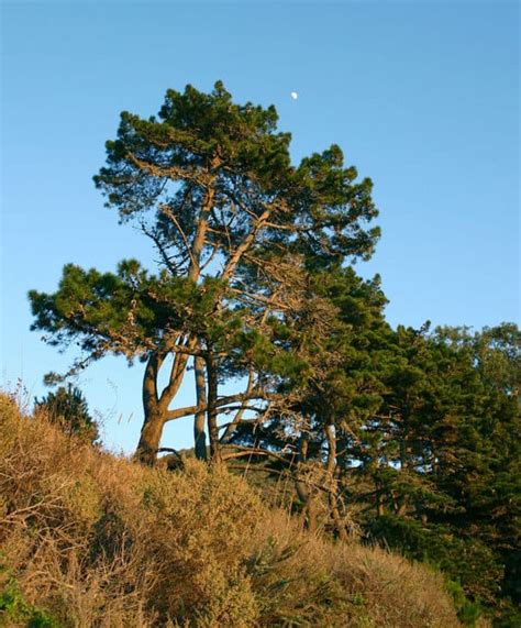 29 Different Types Of Pine Trees In California Northern And Southern