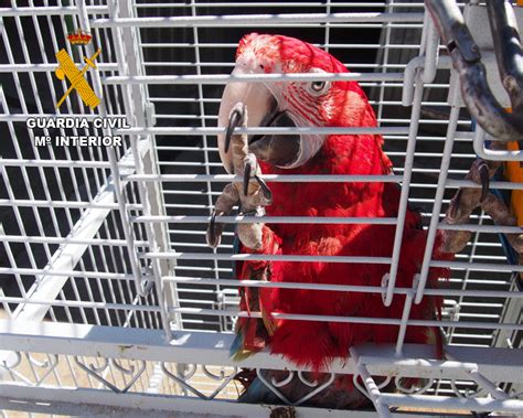 Guardianes De La Naturaleza Contra El Crimen Ambiental La Guardia