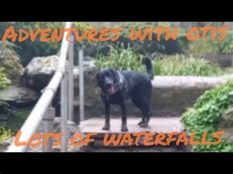 Otis Checks Out The Wonderful Waterfalls At Beechwood Park YouTube