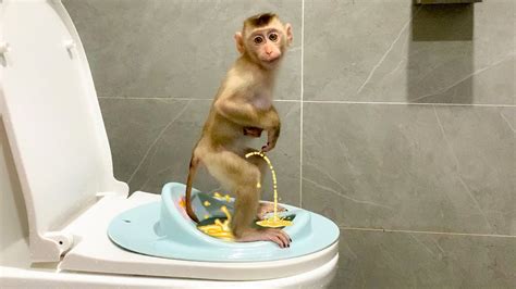 Monkey Puka Urinates On The Toilet Without Moms Help Youtube