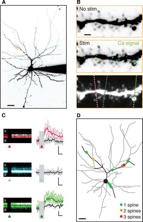 Subcellular Synaptic Connectivity Of Layer 2 Pyramidal Neurons In The