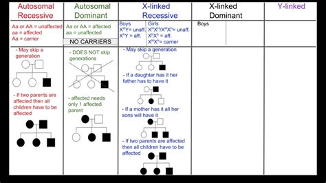 Biology 30 Modes Of Inheritance Chart Youtube