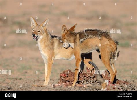 jackal feeding at kill Stock Photo - Alamy