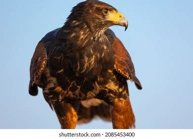 545 Hawk Arabian Desert Images, Stock Photos & Vectors | Shutterstock