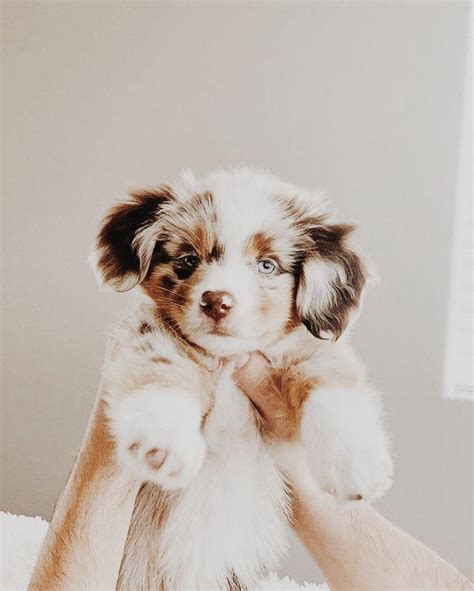 Aesthetic cute dog picture : r/aww