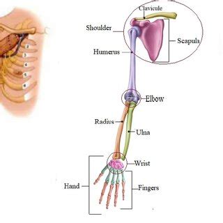 Illustration of the upper limb Anatomy. | Download Scientific Diagram