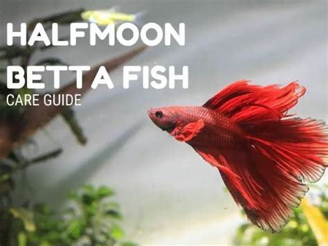 Halfmoon Betta Fish Care & Species Guide | Fishkeeping World