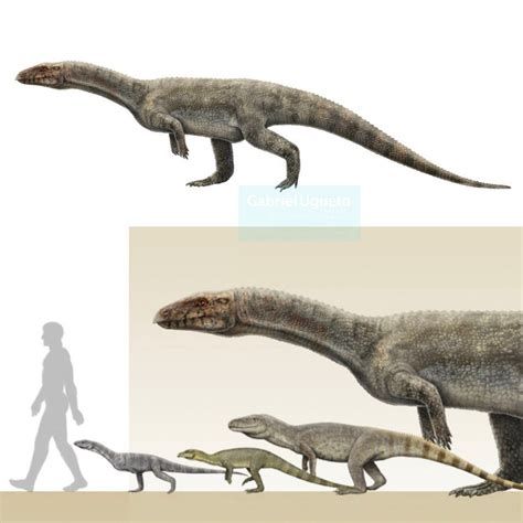 ‪Sillosuchus (from the Late Triassic Ischigualasto formation of ...