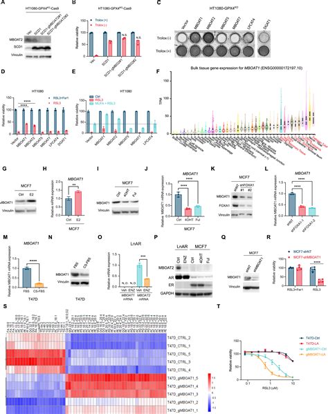 Ferroptosis Surveillance Independent Of Gpx4 And Differentially Regulated By Sex Hormones Cell