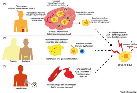 Risk Factors Of Cytokine Release Syndrome Stress Catecholamines And