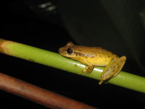 Red Snouted Tree Frog From Porto Velho Ro Brasil On February