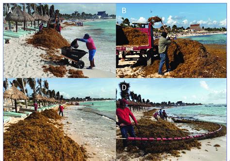 Diferentes tipos de recolección de sargazo en playas de México Rivera