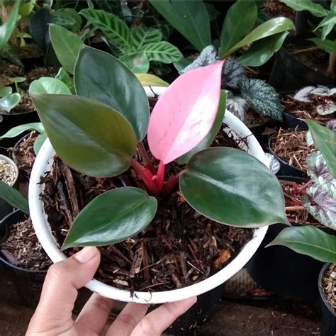 Jual Philo Pink Congo Philo Philodendron Congo Pink Tanaman Hias