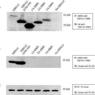 A Schematic Representation Of Ebna And Derivatives Lacking Domain B