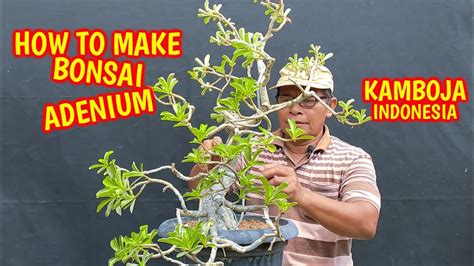 Cara Dasar Membuat Bonsai Adenium BUNGA KAMBOJA YouTube