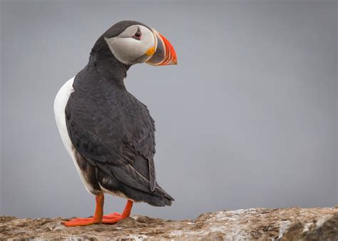 Atlantic Puffin | Audubon Field Guide