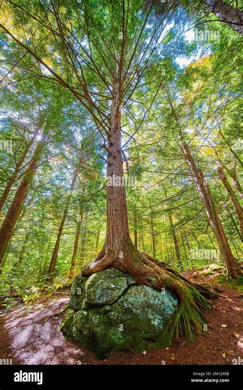 Stunning Tall Tree Growing Over Boulder With Exposed Roots Looking Up