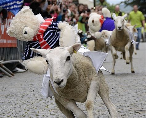 In pictures: Sheep racing in Fort William | Press and Journal