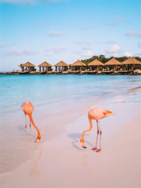 Flamingo Beach In Aruba How To Get A Renaissance Island Day Pass