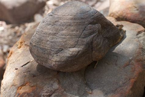 Free Images Nature Rock Wood Leaf Wall Stone Wildlife Autumn