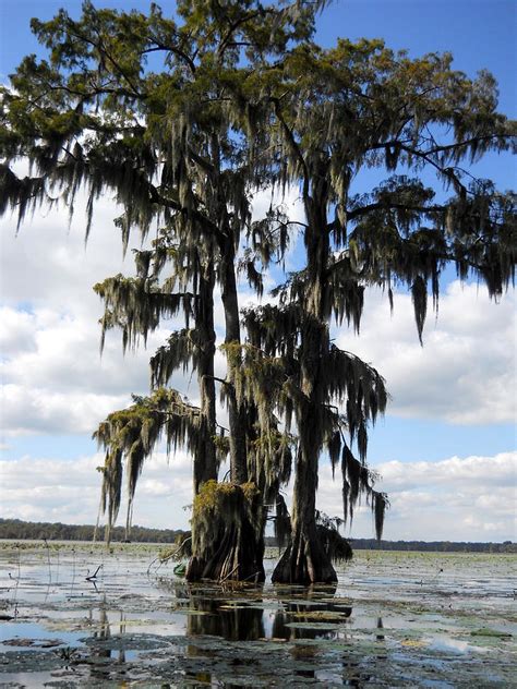 Swamp - Cypress Trees II Photograph by Beth Vincent