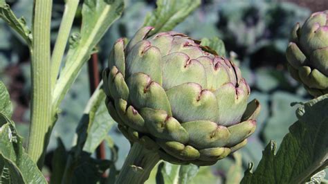 Cynara Cardunculus Var Scolymus