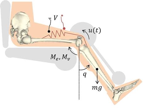 Schematic Of The Knee Joint Dynamics And The Torque Production