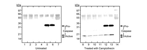 Purified Rabbit Anti Active Caspase 3