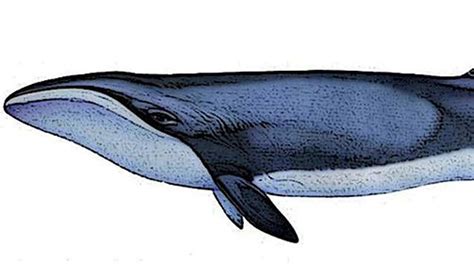 Pygmy right whale facts, distribution & population | BioDB