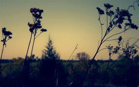 Wallpaper Sunlight Landscape Sunset Nature Sky Field Silhouette