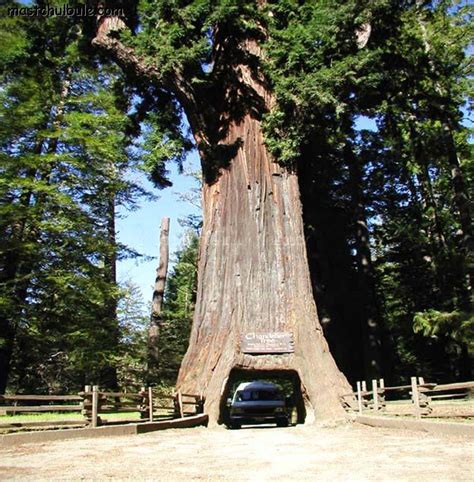 World's Biggest and Largest Trees