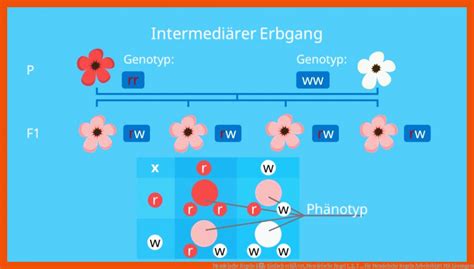 Mendelsche Regeln Arbeitsblatt Mit L Sungen Allgemeine Arbeitsbl Tter