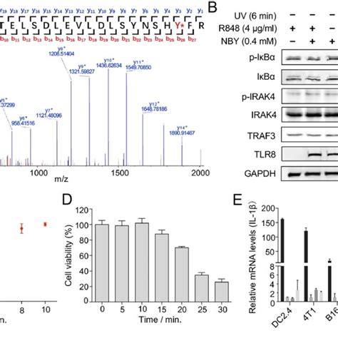 PDF Photoactivation Of Innate Immunity Receptor TLR8 In Live