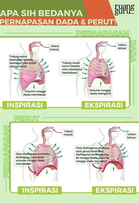 Apa Perbedaan Pernapasan Dada Dan Perut Versus Beda