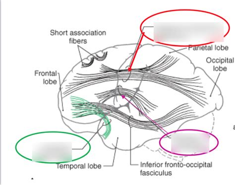 Lateral view association fibers Diagram | Quizlet