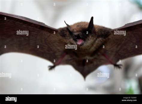 Little Brown Bat Flying