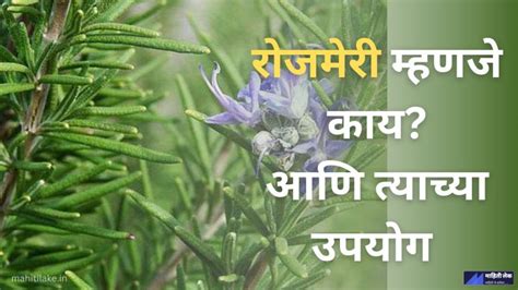 रोजमेरी म्हणजे काय Rosemary In Marathi Mahitilake