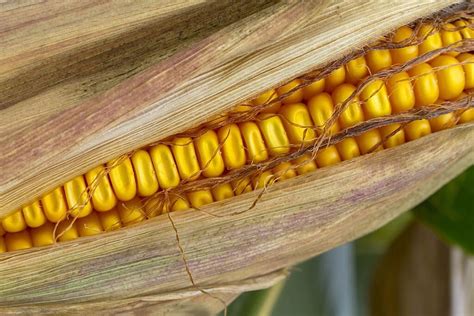 Para qué sirve el té de pelos de elote usos y beneficios para la salud