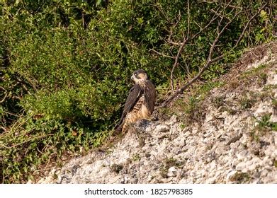 Peregrine Falcon Stoop: Over 121 Royalty-Free Licensable Stock Photos | Shutterstock