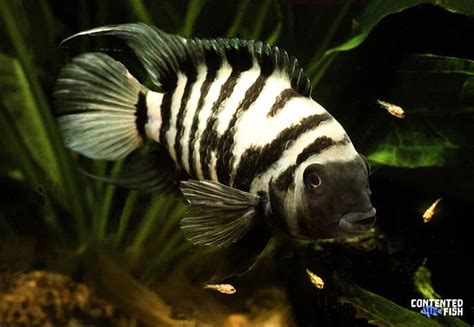 Convict Cichlid Wikipedia, 41% OFF | www.pinnaxis.com