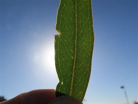 Eucalyptus Tereticornis Leaf Oil Gland Nc2 Seaham Rd Nels Flickr