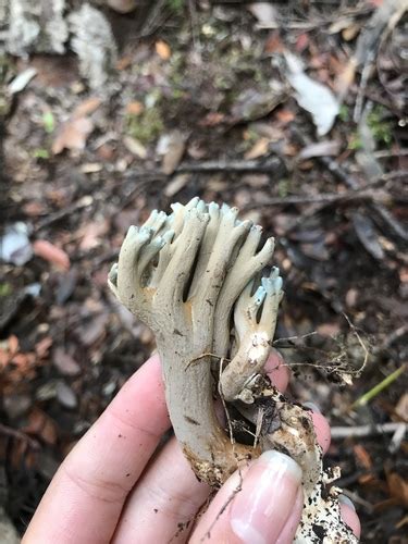 Phaeoclavulina zippelii Guía general de Macrohongos de Costa Rica