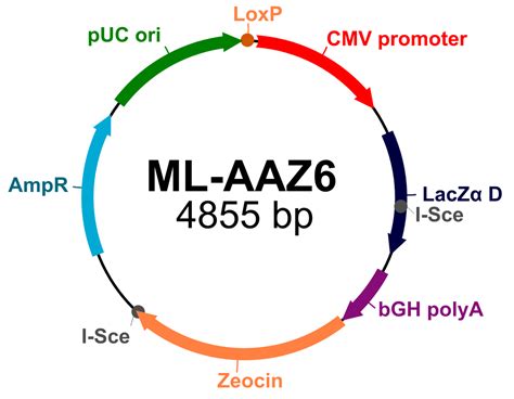 Multi Label Protein Expression In Mammalian Cells