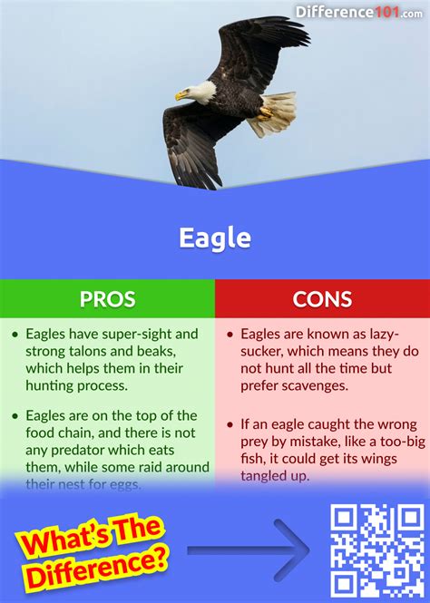 Falcon vs. Eagle vs. Hawk: 7 Key Differences, Pros & Cons, FAQs ...