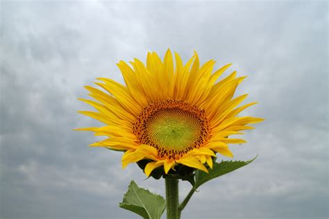 Fleur Jaune Tournesol Images Photos Gratuites Libres De Droits