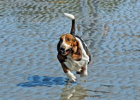 Hilarious Running Basset Hounds 21 Pics