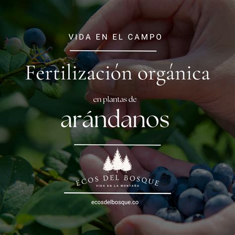 Fertilización orgánica en arándanos Ecos del Bosque