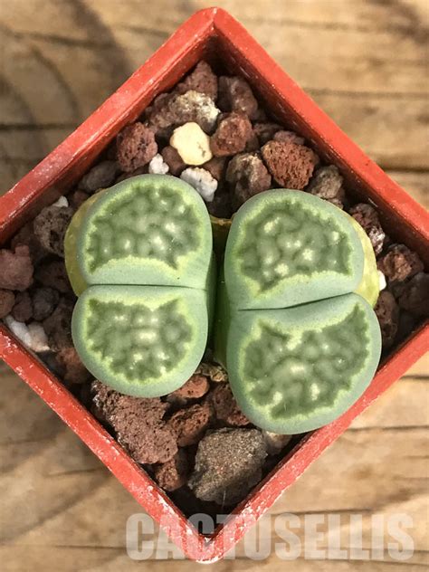 Shpr Lithops Julii Ssp Fulleri V Fulleri Fullergreen C A Two