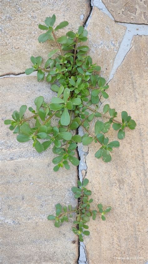 Common Purslane from São Lourenço MG 37470 000 Brasil on January 17